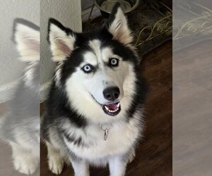 Siberian Husky Dogs for adoption in Carrollton, TX, USA