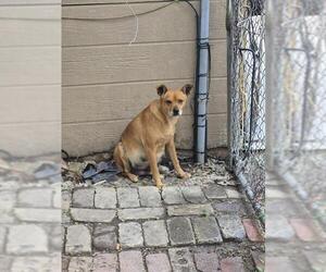 Mutt Dogs for adoption in San Antonio, TX, USA