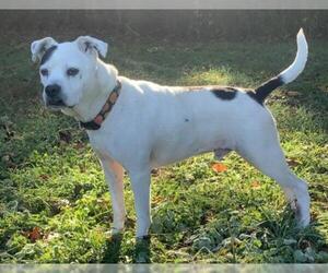 Boston Terrier Dogs for adoption in Eureka Springs, AR, USA