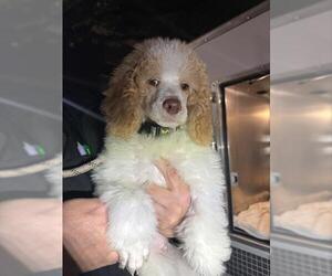 Poodle (Miniature)-Unknown Mix Dogs for adoption in San Antonio, TX, USA