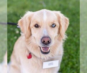 Huskies -Retriever Mix Dogs for adoption in San Diego, CA, USA