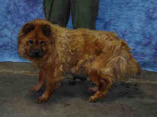 Chow Chow Dogs for adoption in Louisville, KY, USA