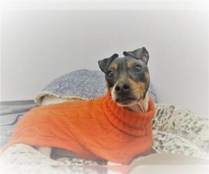 Jack-Rat Terrier Dogs for adoption in Rowayton, CT, USA