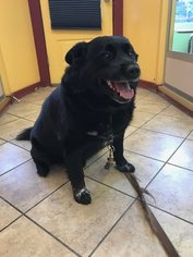 Akita Dogs for adoption in Hudson, NY, USA