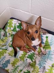 Chihuahua Dogs for adoption in Georgetown, KY, USA