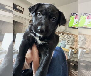 Labrador Retriever-Unknown Mix Dogs for adoption in Dana Point, CA, USA