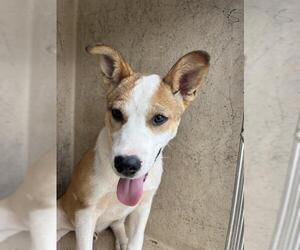 Akita-Unknown Mix Dogs for adoption in Oklahoma City, OK, USA