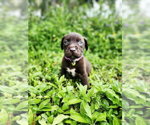 American Pit Bull Terrier-Labrador Retriever Mix Dogs for adoption in Oakland Park , FL, USA