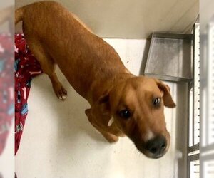 Mutt Dogs for adoption in Pampa, TX, USA