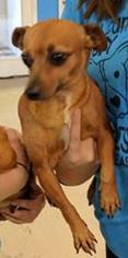 Chiweenie Dogs for adoption in Mission, KS, USA