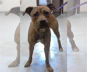American Pit Bull Terrier-Unknown Mix Dogs for adoption in Fayetteville, NC, USA