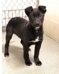 Medium Photo #1 Labrador Retriever-Pharaoh Hound Mix Puppy For Sale in Mesa, AZ, USA