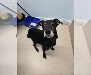 Labrador Retriever-Unknown Mix Dogs for adoption in London, Ontario, Canada