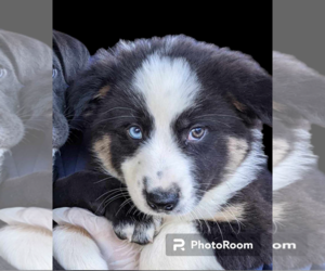 Border-Aussie Dogs for adoption in Fresno, CA, USA