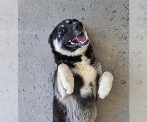 Siberian Husky-Unknown Mix Dogs for adoption in Bakersfield, CA, USA