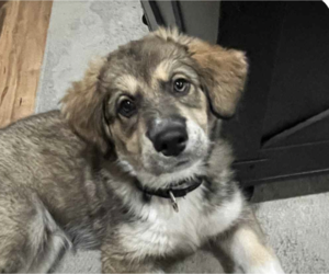 Huskies -Unknown Mix Dogs for adoption in San Ramon, CA, USA