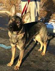 Medium Photo #1 German Shepherd Dog Puppy For Sale in Bridgewater, NJ, USA