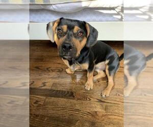 Beabull Dogs for adoption in Nashville, TN, USA