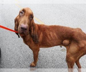 Bloodhound Dogs for adoption in Houston, TX, USA