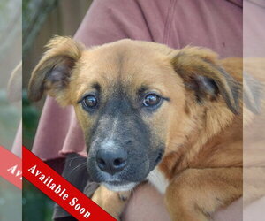 Mutt Dogs for adoption in Huntley, IL, USA