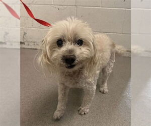 Maltese Dogs for adoption in San Bernardino, CA, USA