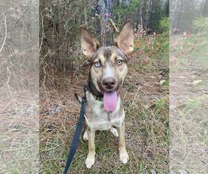 Mutt Dogs for adoption in Greenville, SC, USA