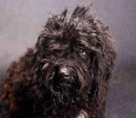 Poodle (Miniature) Dogs for adoption in Bronx, NY, USA