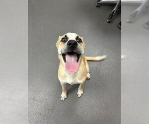 American Pit Bull Terrier-Unknown Mix Dogs for adoption in Corpus Christi, TX, USA