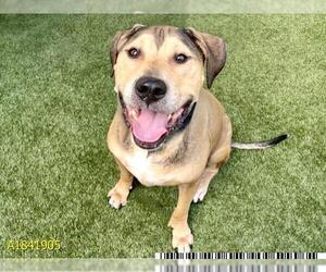 Labrador Retriever-Unknown Mix Dogs for adoption in West Palm Beach, FL, USA