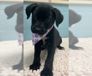 Lab-Pointer Dogs for adoption in Orangeburg, SC, USA