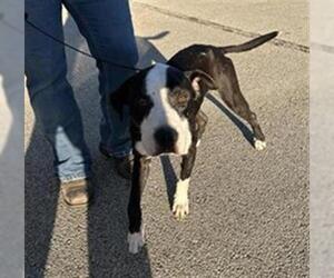 American Pit Bull Terrier-Unknown Mix Dogs for adoption in Houston, TX, USA