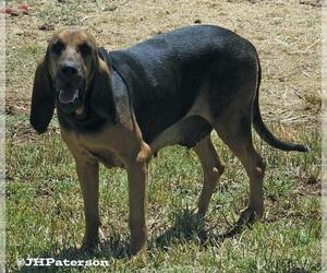 Bloodhound Dogs for adoption in Scottsdale, AZ, USA