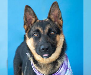 German Shepherd Dog-Unknown Mix Dogs for adoption in Pasadena, CA, USA