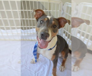 Bullboxer Pit Dogs for adoption in McKinney, TX, USA