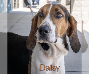 Treeing Walker Coonhound Dogs for adoption in Wilmington, NC, USA