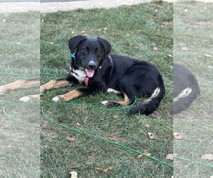 Border Collie-Unknown Mix Dogs for adoption in Plainfield, IL, USA