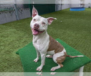 American Pit Bull Terrier Dogs for adoption in Pasadena, CA, USA