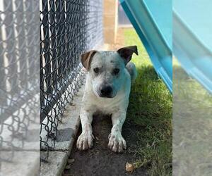 Mutt Dogs for adoption in Riverside, CA, USA