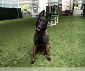 Mutt Dogs for adoption in Pasadena, CA, USA