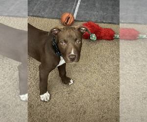 American Pit Bull Terrier-Unknown Mix Dogs for adoption in Shillington, PA, USA