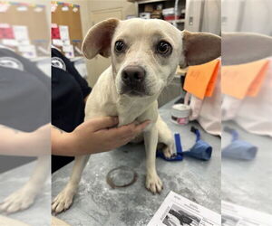 Chihuahua-Unknown Mix Dogs for adoption in Waco, TX, USA