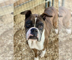 Boxer Dogs for adoption in Austin, TX, USA