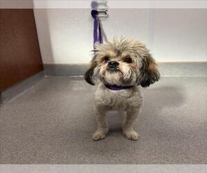 Shih Tzu-Unknown Mix Dogs for adoption in Rancho Cucamonga, CA, USA
