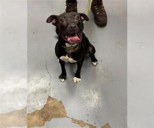 American Pit Bull Terrier Dogs for adoption in Peoria, IL, USA