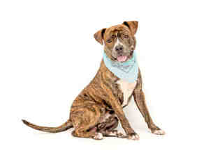 Staffordshire Bull Terrier-Unknown Mix Dogs for adoption in Orlando, FL, USA