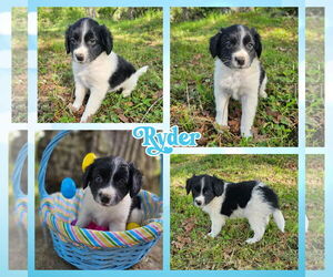 Dachshund-Unknown Mix Dogs for adoption in Blacksburg, SC, USA
