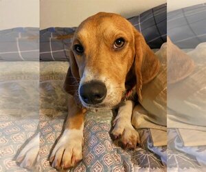 Beagle Dogs for adoption in Valrico, FL, USA