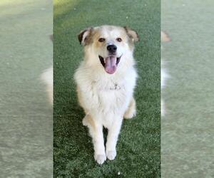 Golden Pyrenees Dogs for adoption in Agoura Hills, CA, USA