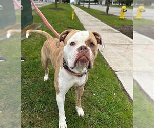 American Bulldog-Unknown Mix Dogs for adoption in Vaughan, Ontario, Canada