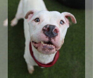 American Staffordshire Terrier-Unknown Mix Dogs for adoption in San Antonio, TX, USA